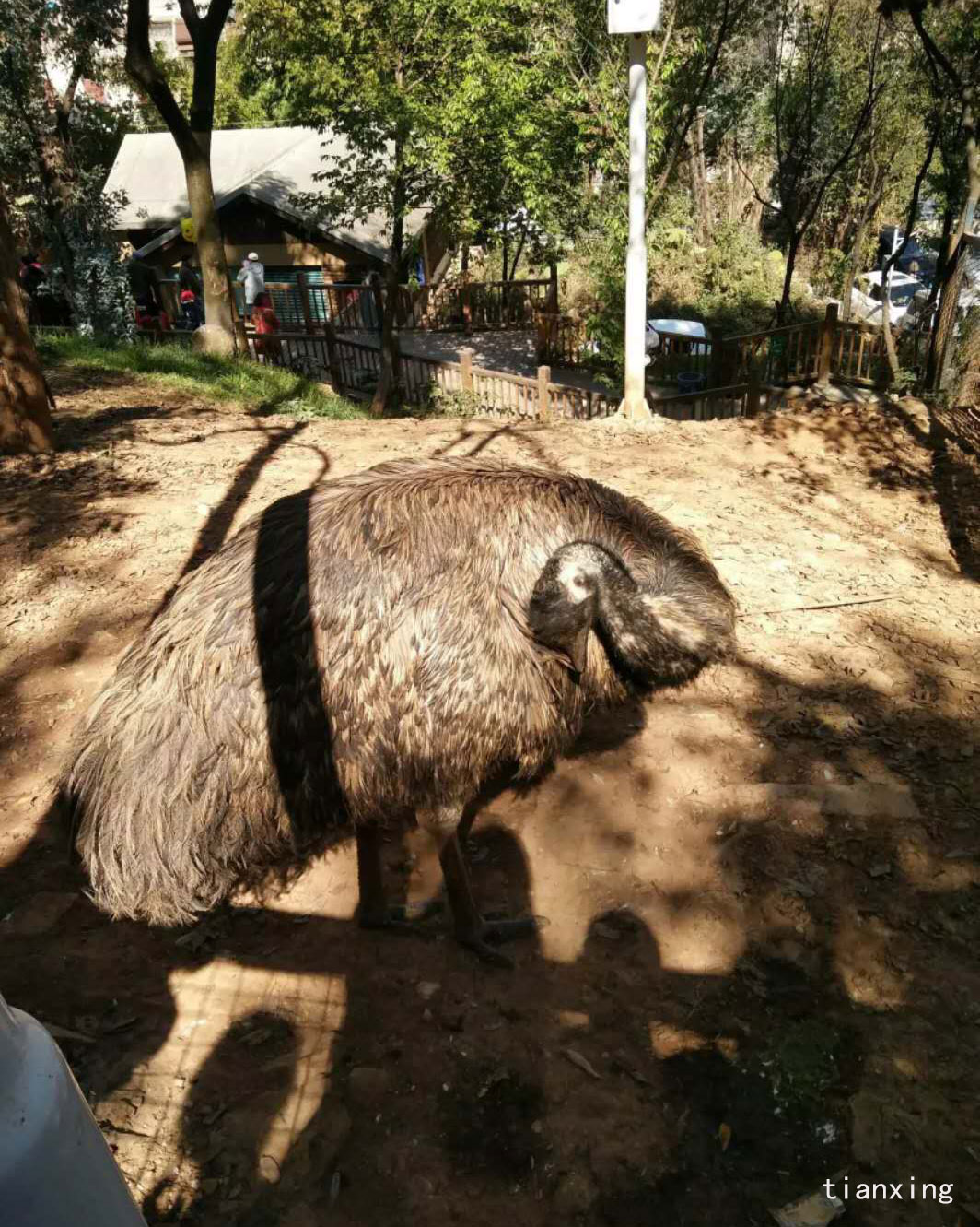 圓通山動物