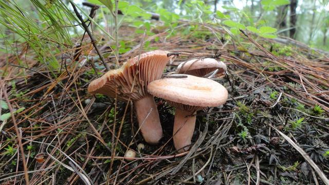 云南野生菌最全攻略，昆明這些地方盛產(chǎn)野生菌你知道幾個(gè) 