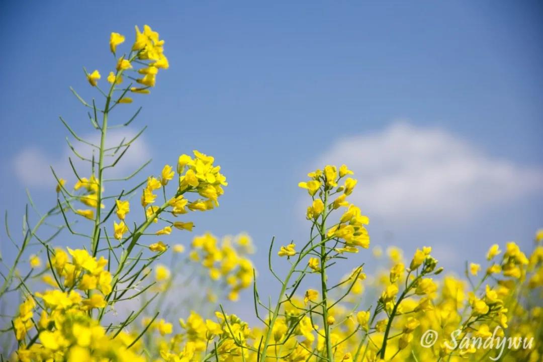 3月昆明，宜“春光乍泄”！