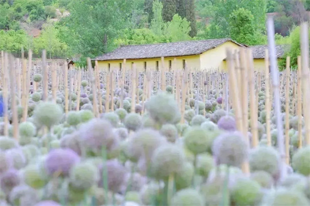 在昆明，這些“花事”花式治愈你的夏天